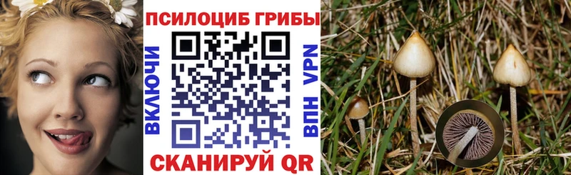 Галлюциногенные грибы Cubensis  Купить где  Саки 